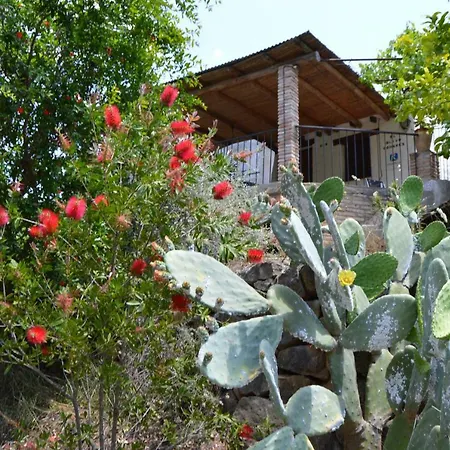 El Olivo