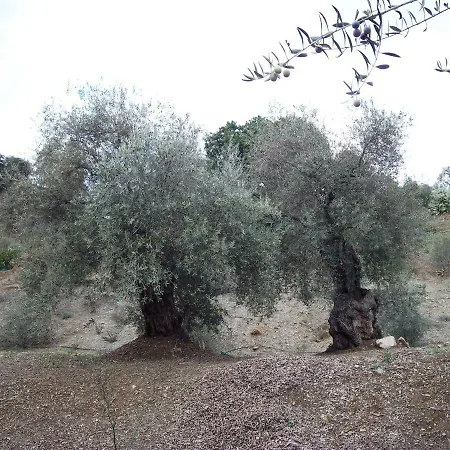 Tatil Evi El Olivo *